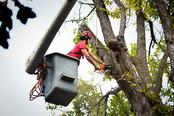 Best Emergency Tree Removal  in Twin Falls, ID